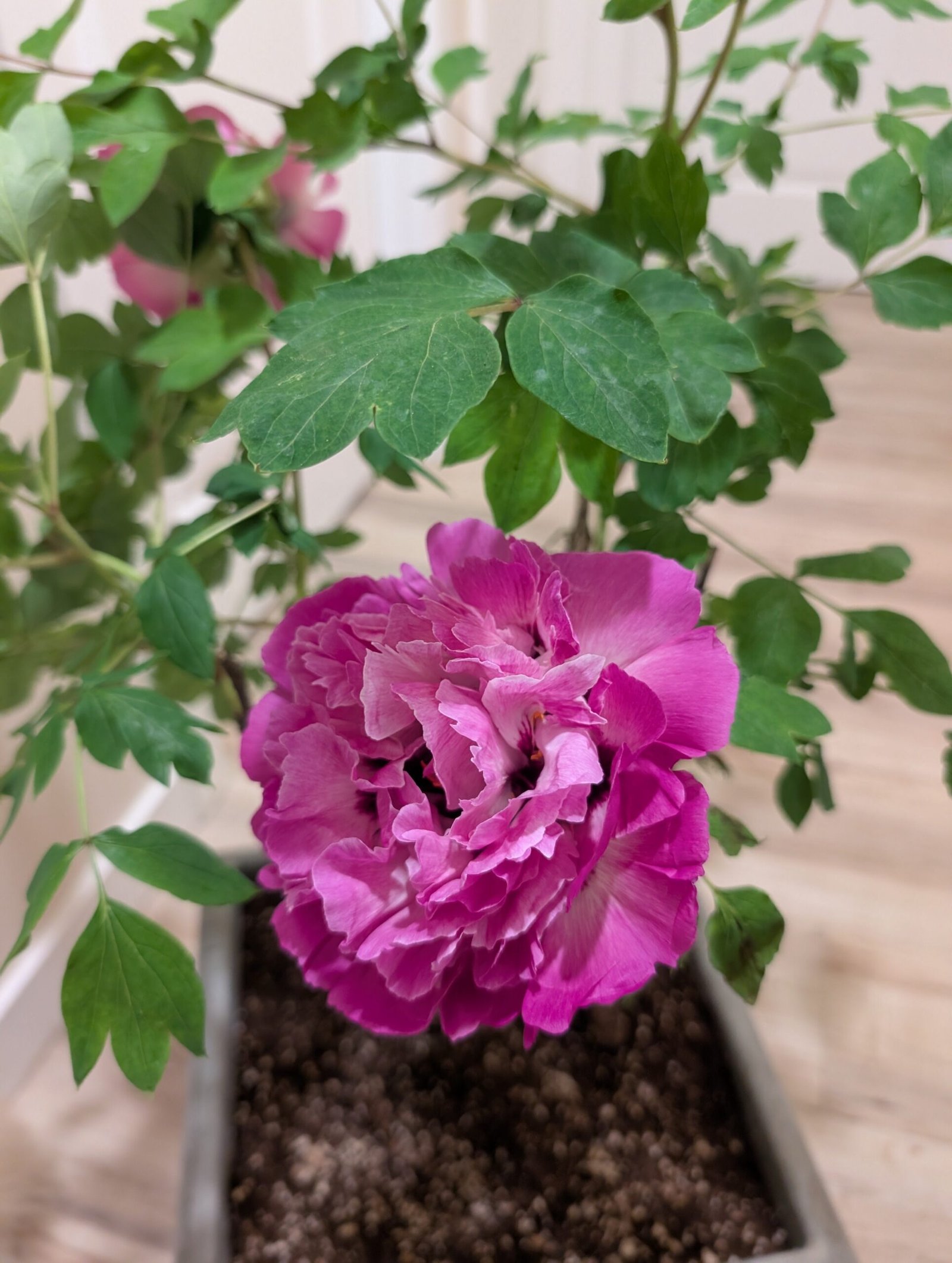 Bao Lian Deng tree peony - Image 4