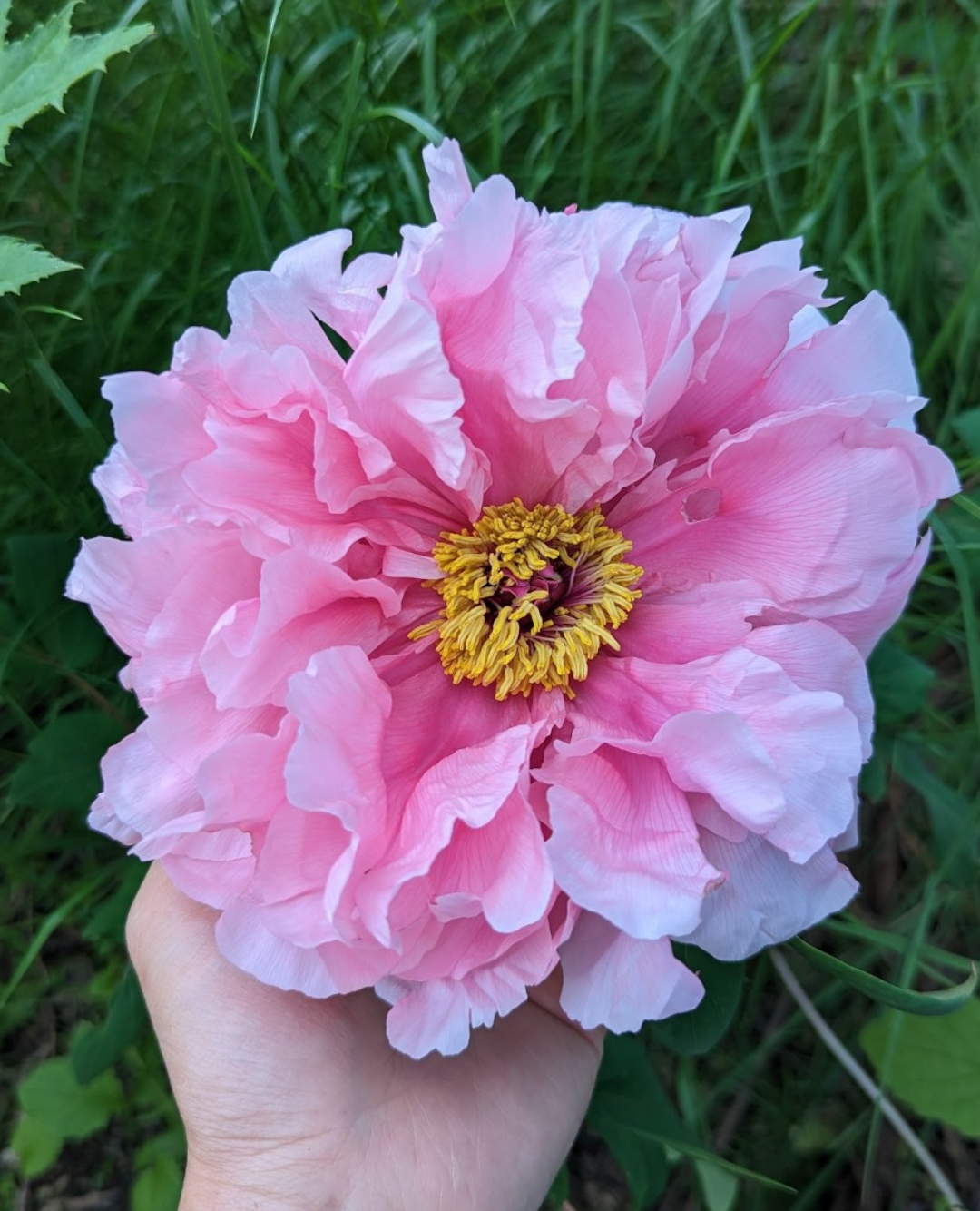 Hanakisoi Japanese large flower tree peony - Image 4