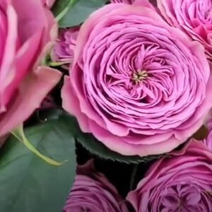 Smokey eyes garden rose plant large flower bush deciduous shrub