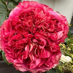 Frozen Summerhouse garden rose plant flower bush shrub