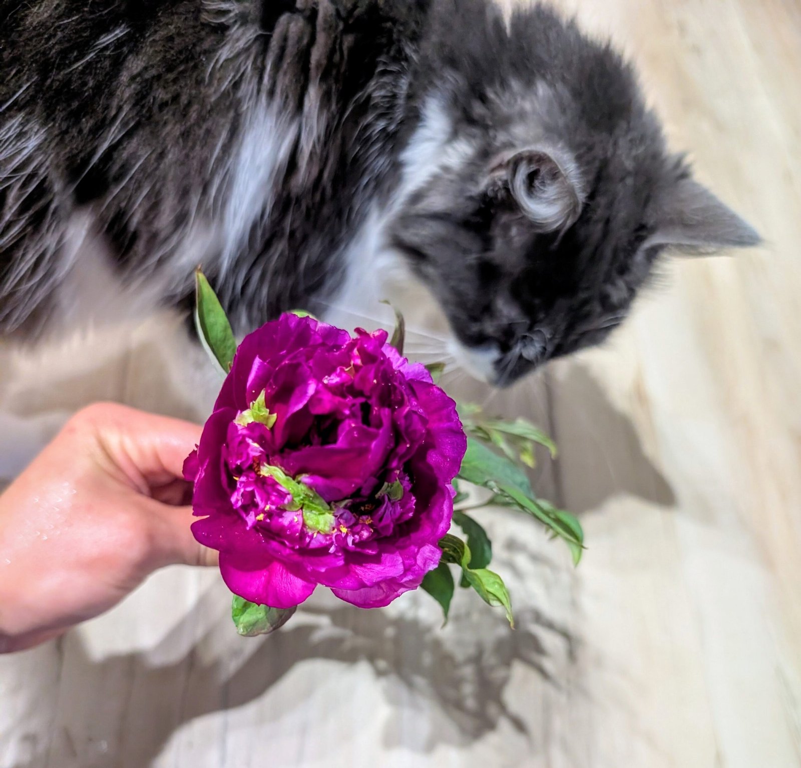 "Champion Crown" large flower tree peony - Image 18
