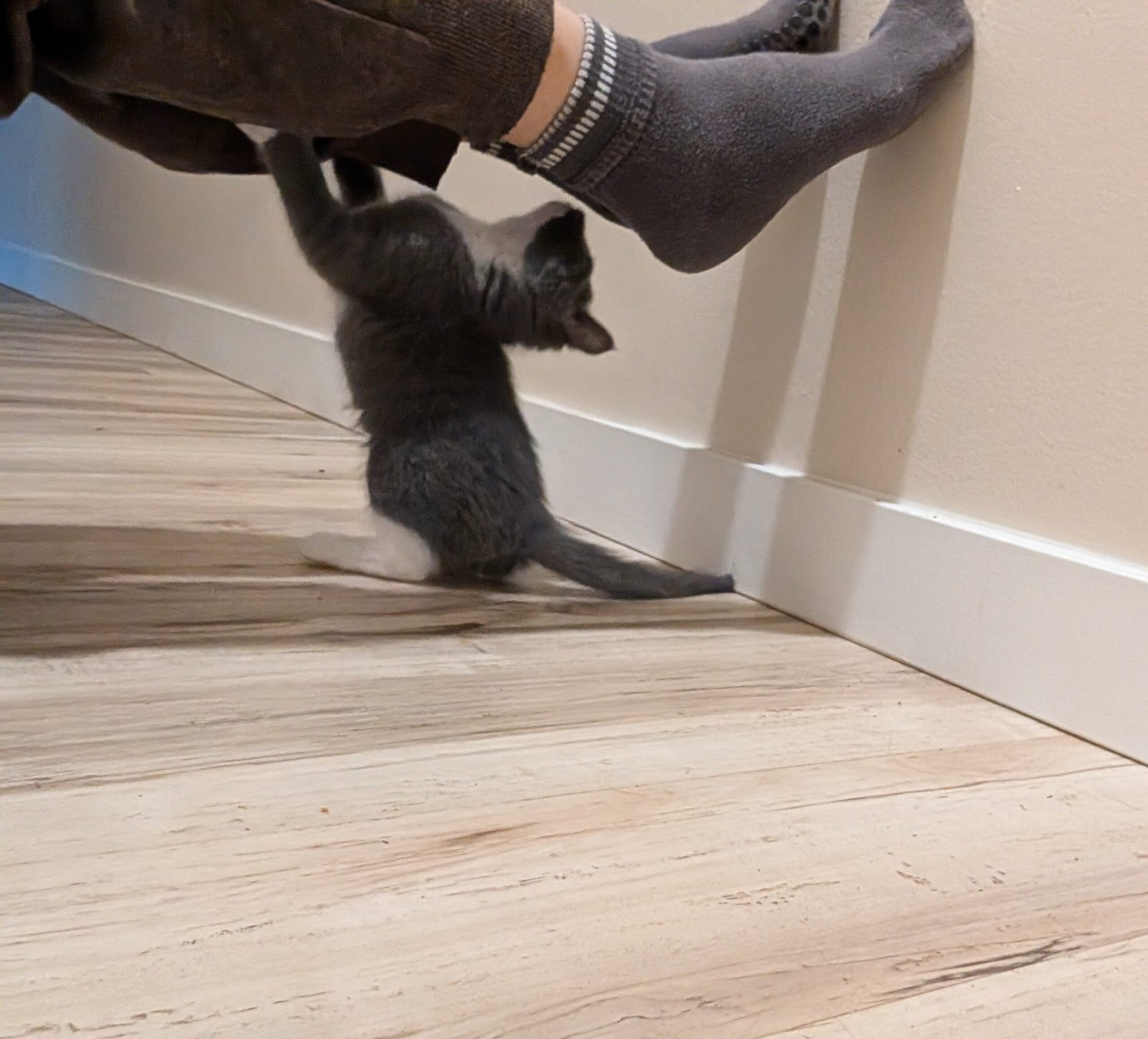 2.5 month old kitten kitty cats - Image 6