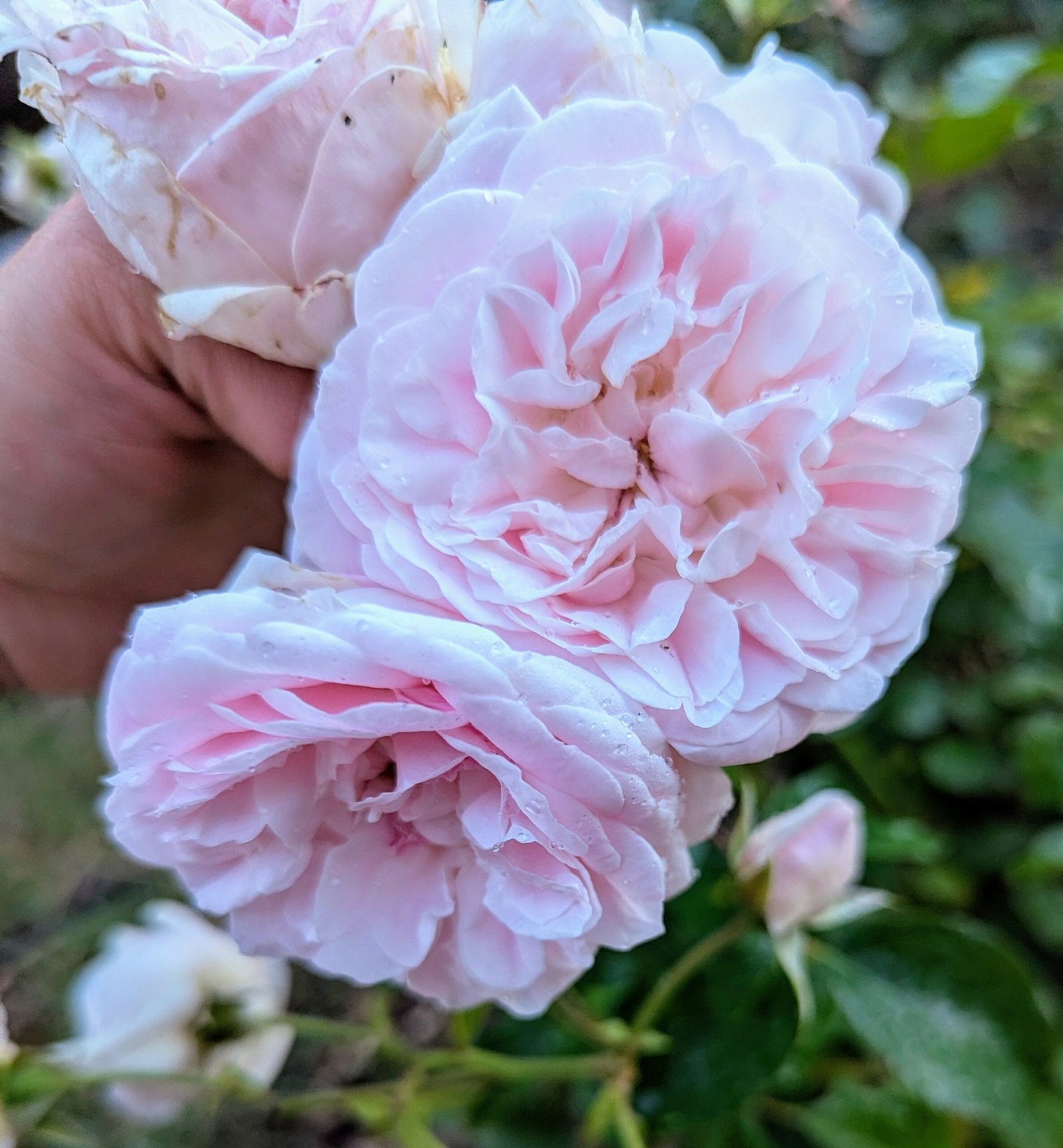 Souvenir de Malmaison thornless rose plant flower bush shrub