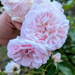 Souvenir de Malmaison thornless rose plant flower bush shrub