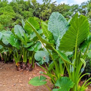 Free Elephant ears plants and tubers