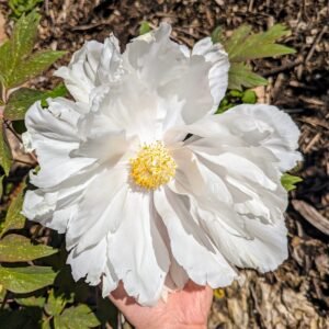 Large white flower cold hardy tree peony Preorder for fall 2026