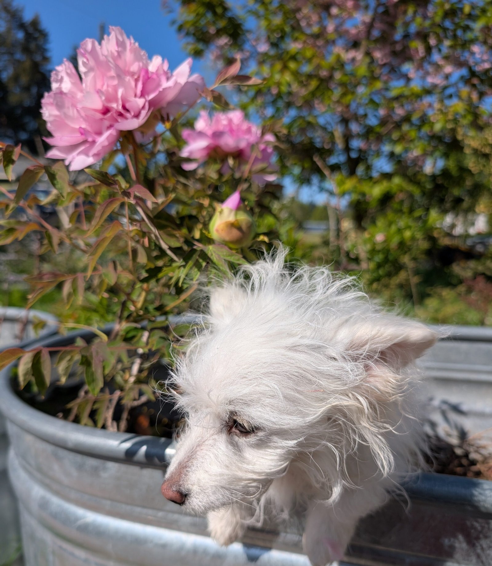 "Pink crown jade beads" tree peony - Image 16