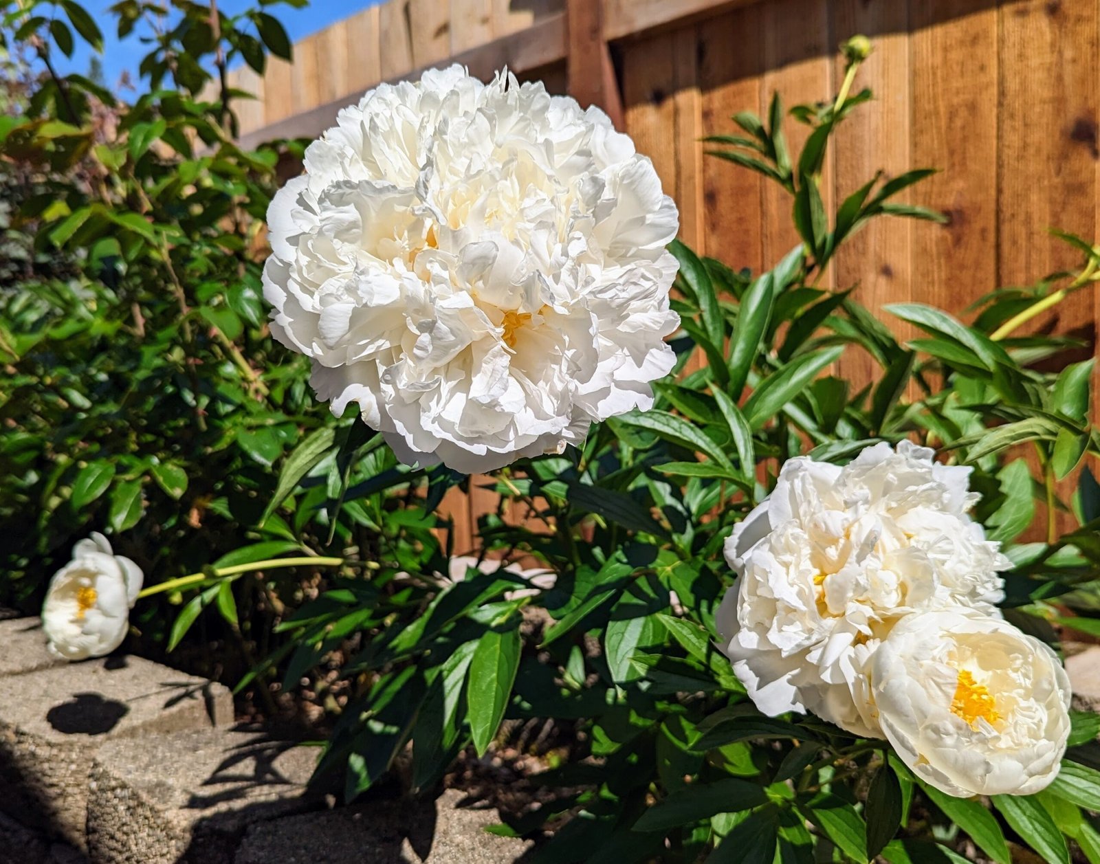 5 mixed mysterious herbaceous peony - Image 2