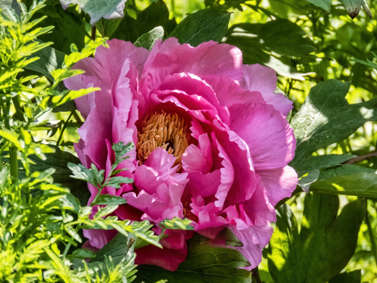 "Large Hu's Red" large flower tree peony - Image 7