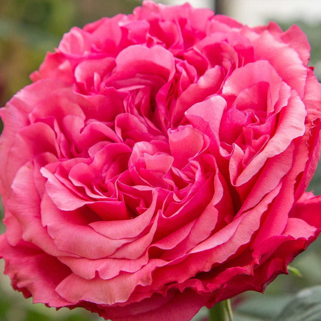 5-7 gal large size "Loves me, loves me not" garden rose plant flower bush shrub - Image 7