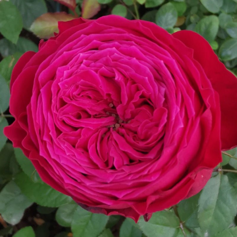 Just More rose plant flower bush shrub - Image 4