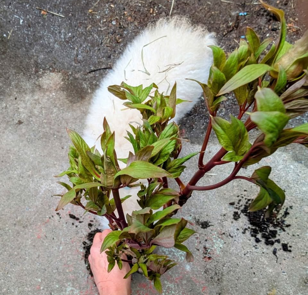 "Lavender Silk" large flower cold hardy part shade tree peony - Image 18
