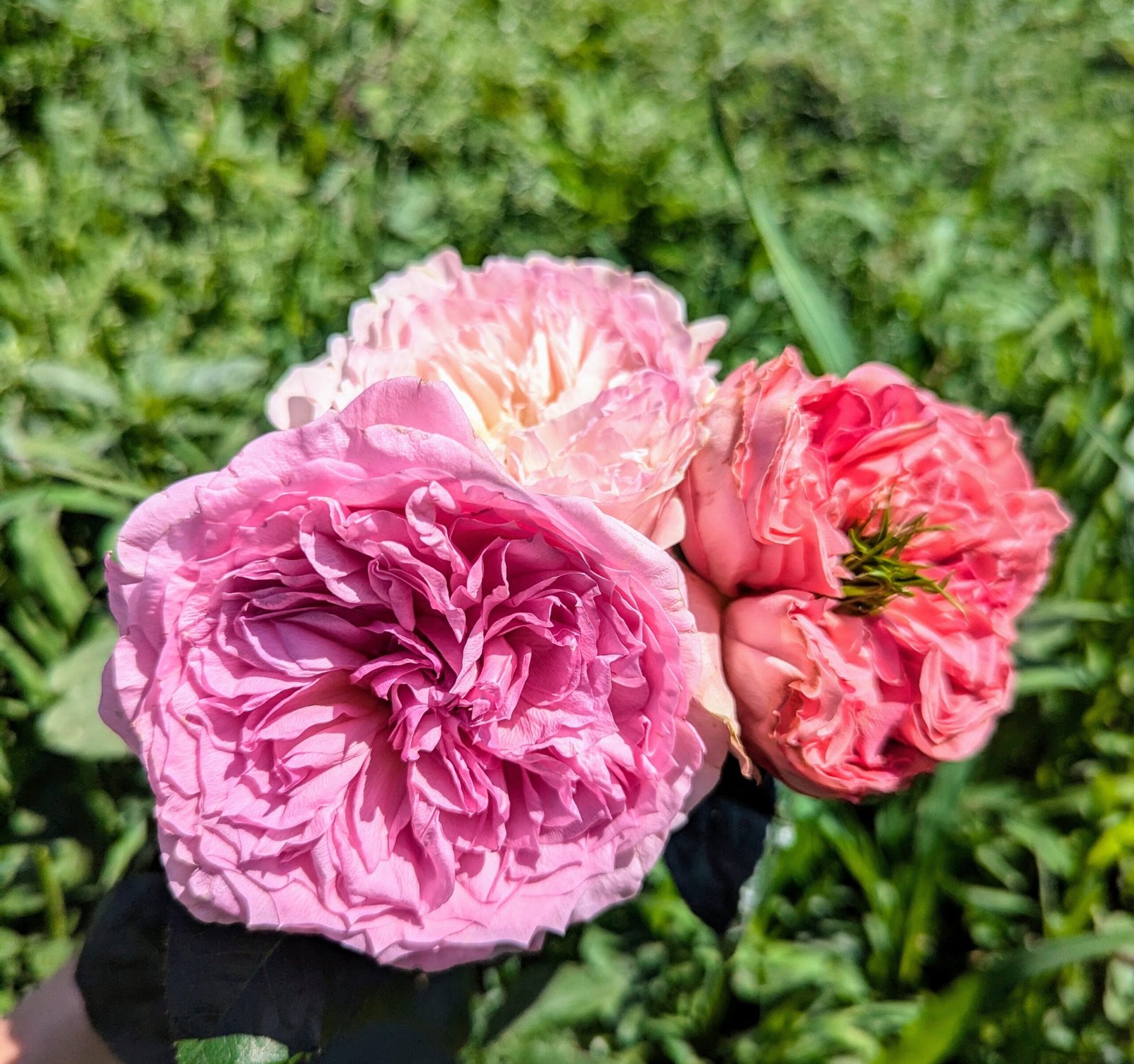 Pink Xpression (expression) garden rose plant flower bush shrub - Image 12