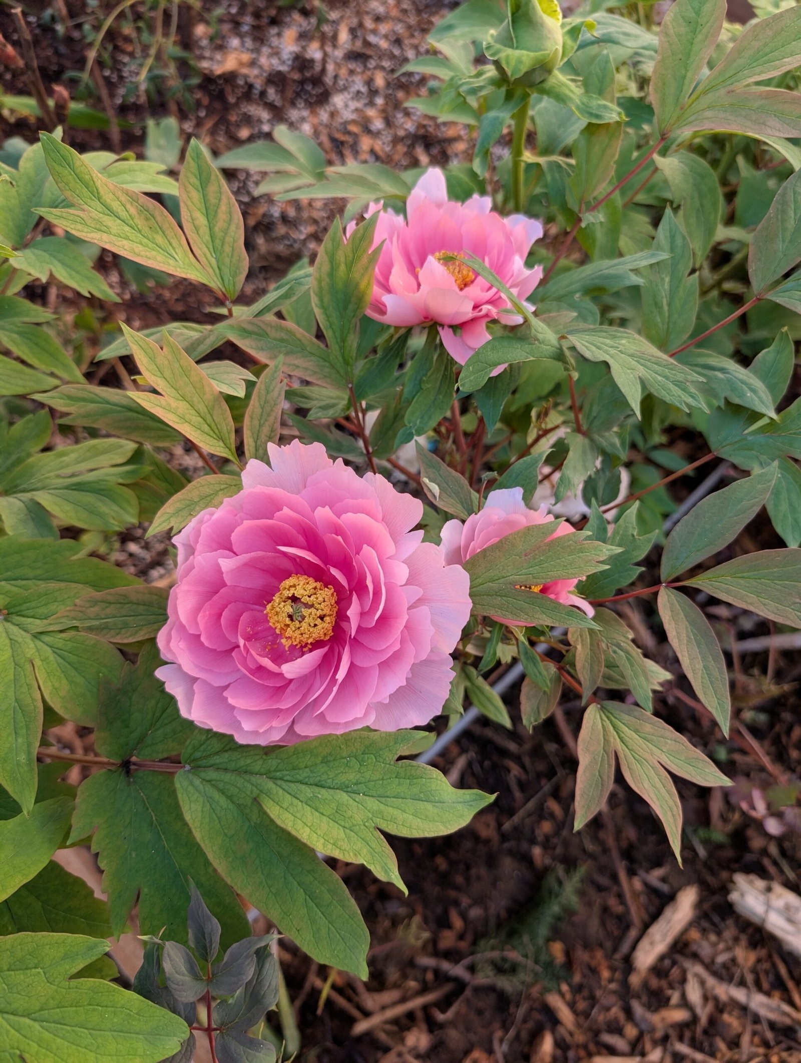 "Yachiyo tsubaki" Japanese tree peony - Image 7