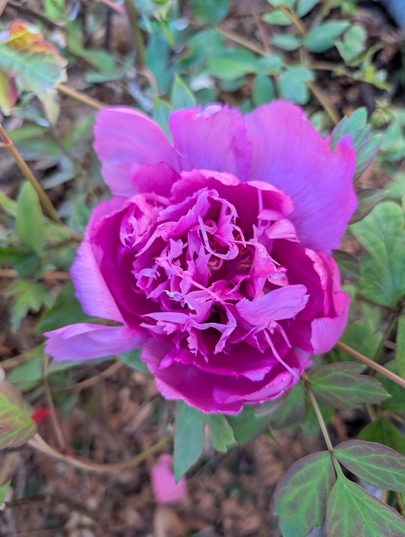 Yin Zhen Xiu Hong Pao tree peony - Image 4