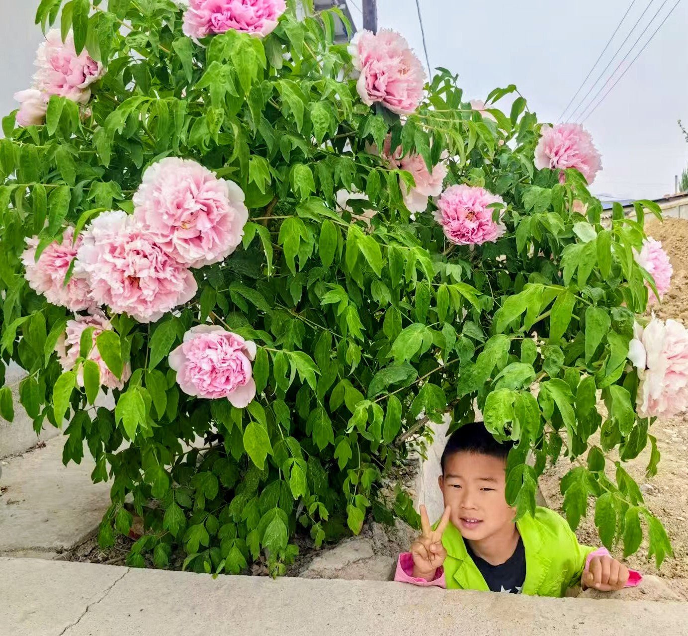 Random and lost tag large flower tree peony with flowers - Image 27