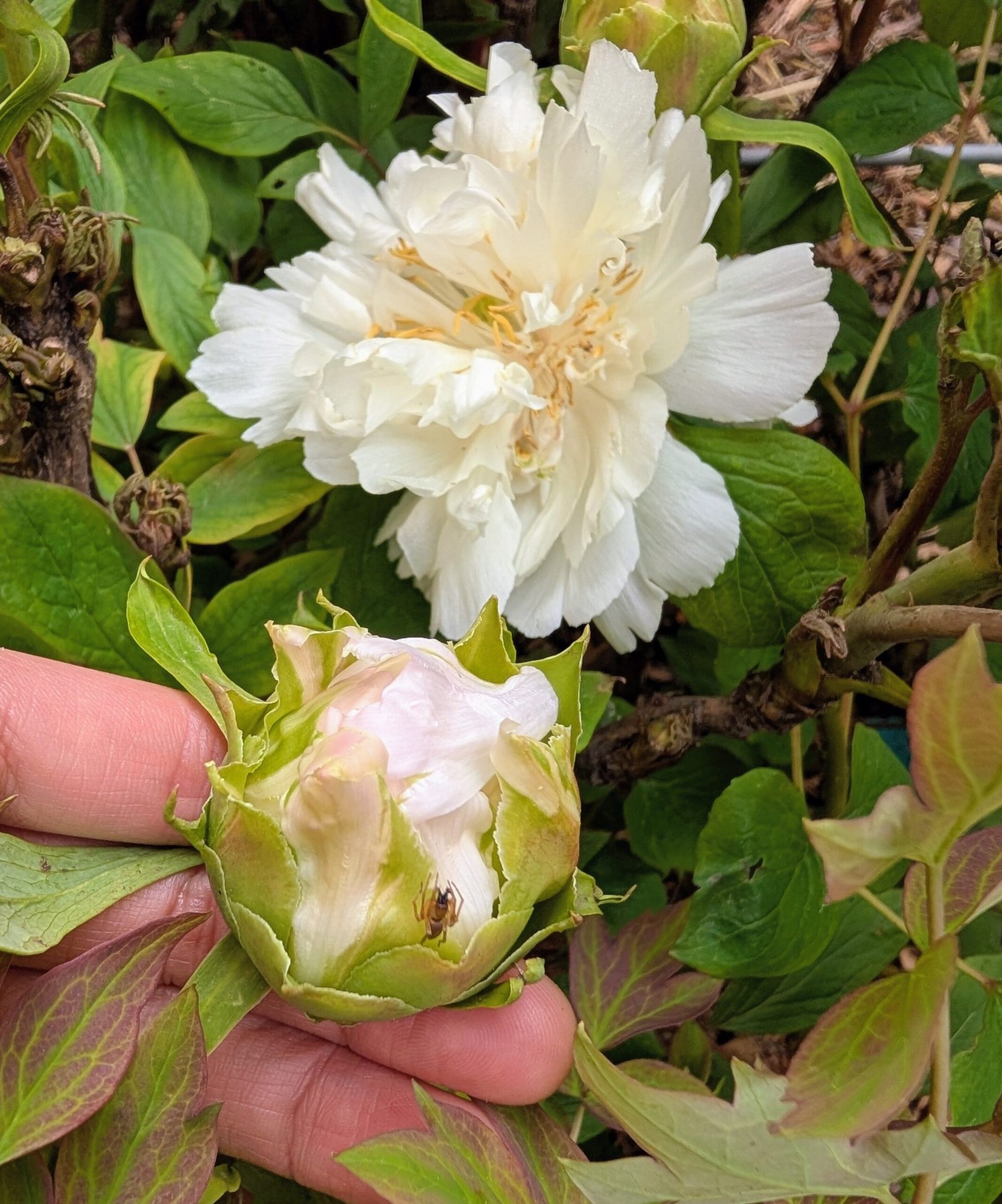 "Yao's Yellow" large flower tree peony Preorder for fall 2026 - Image 2