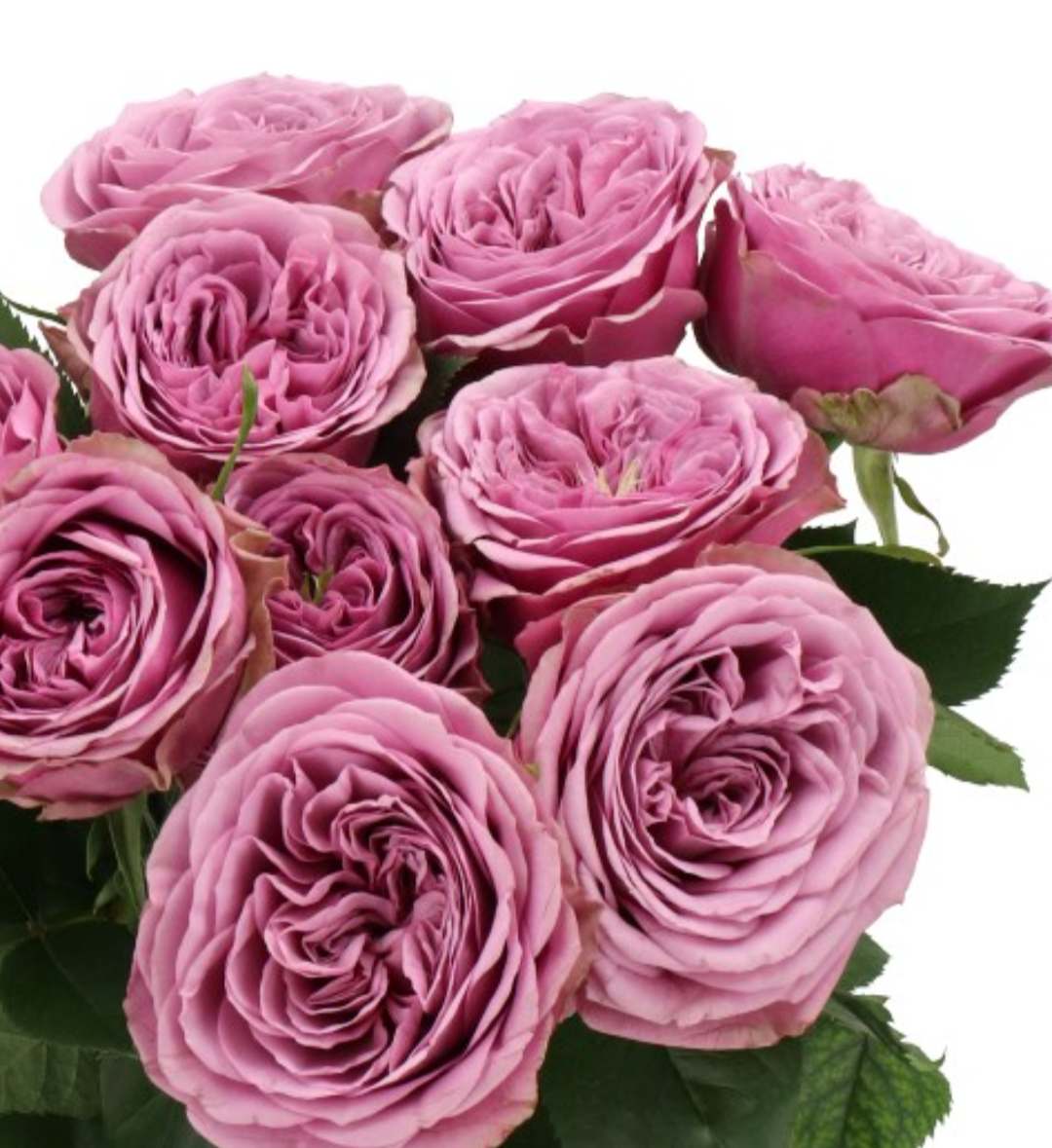 Smokey eyes garden rose plant large flower bush deciduous shrub - Image 4