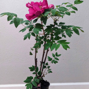 "Sweet Magic" large flower tree peony Preorder for fall 2026