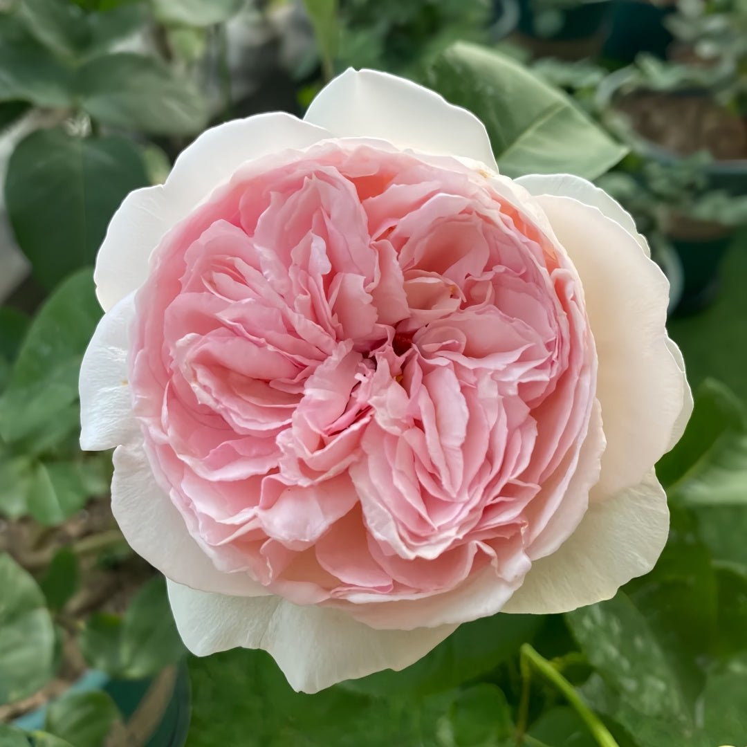 Yves l'Esprit de Fille garden rose plant flower bush shrub - Image 4