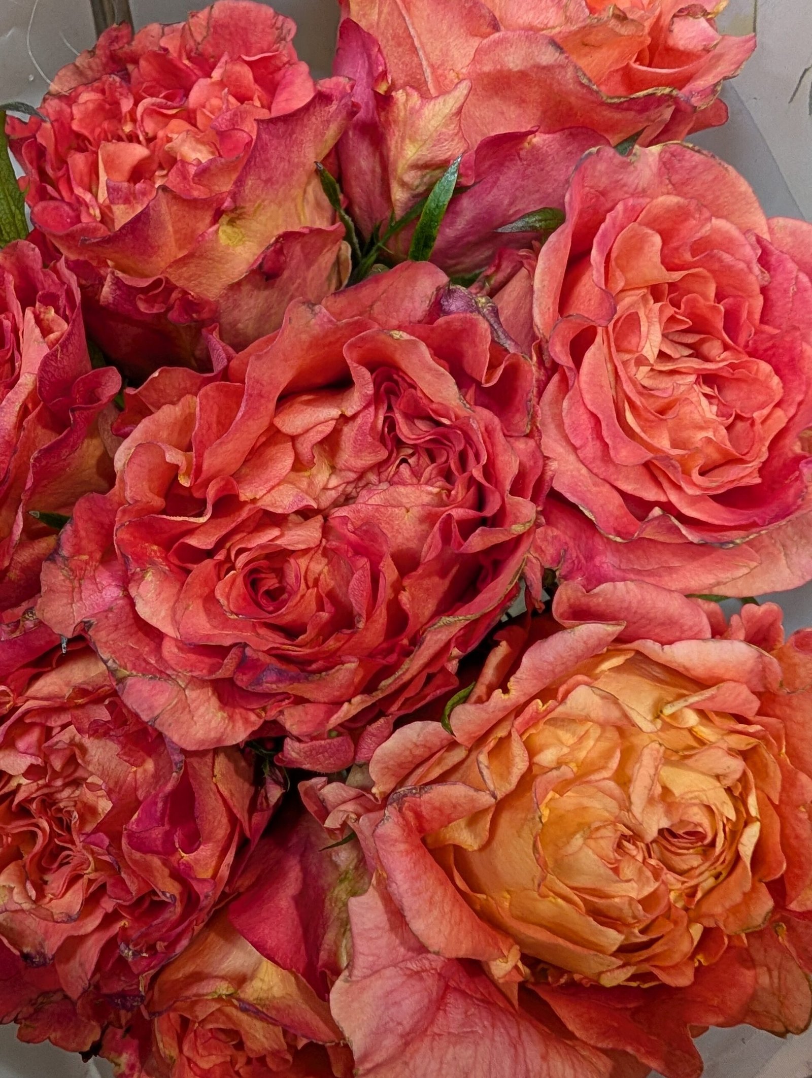 O. Romantica lookalike garden rose plant flower bush deciduous shrub - Image 6