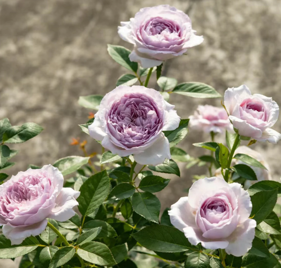 Repartil lavender garden rose plant large flower bush deciduous shrub - Image 4
