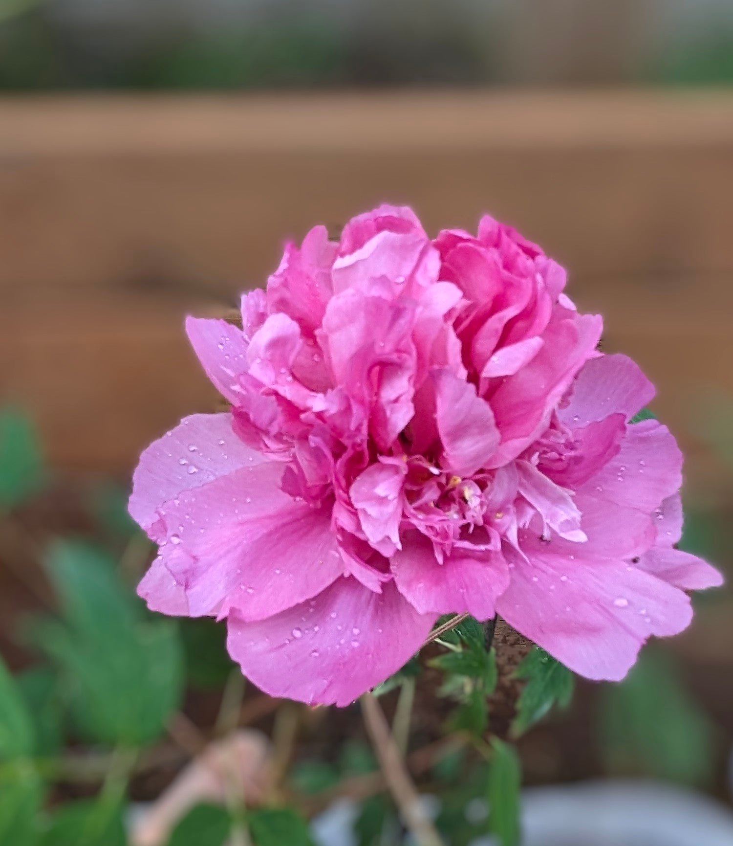 "Lavender Silk" large flower cold hardy part shade tree peony - Image 3