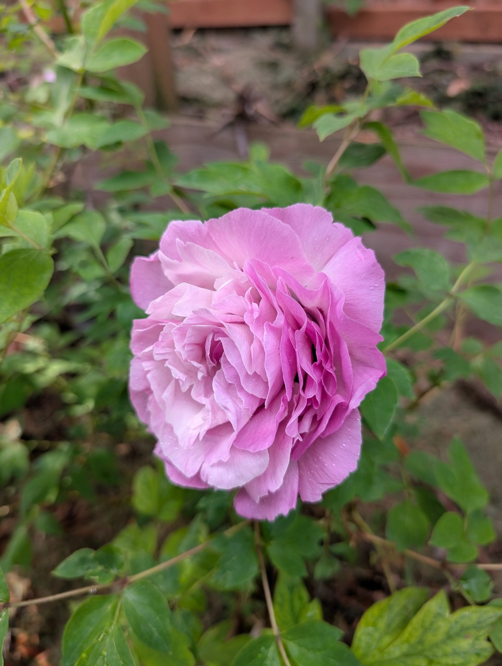 tree peony - Image 5