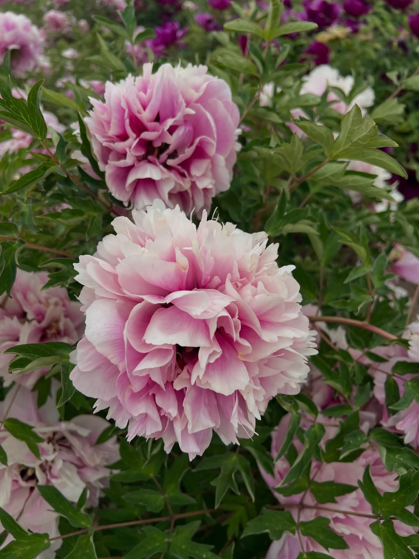Lan Yun Qian Li tree peony - Image 2