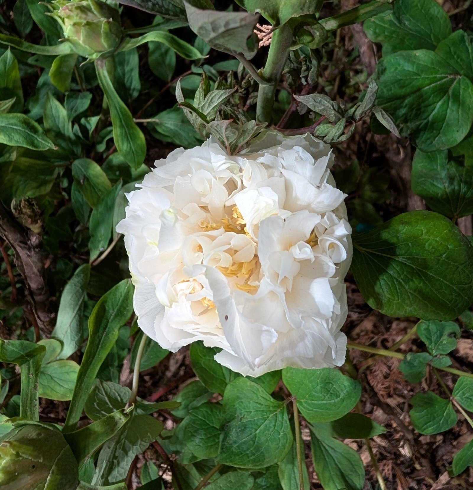 "Yao's Yellow" large flower tree peony Preorder for fall 2026 - Image 8
