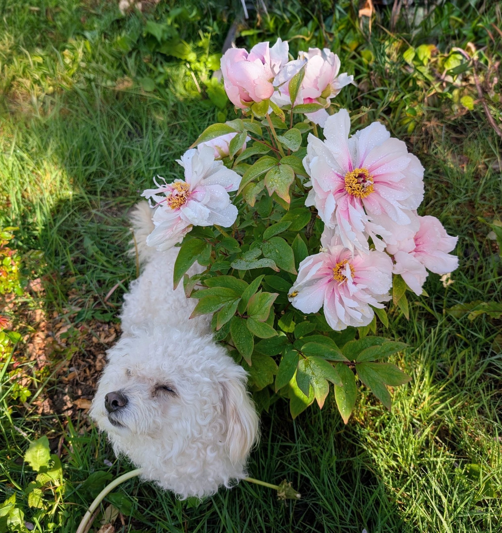 "Peach blossom in the snow" large flower tree peony - Image 7