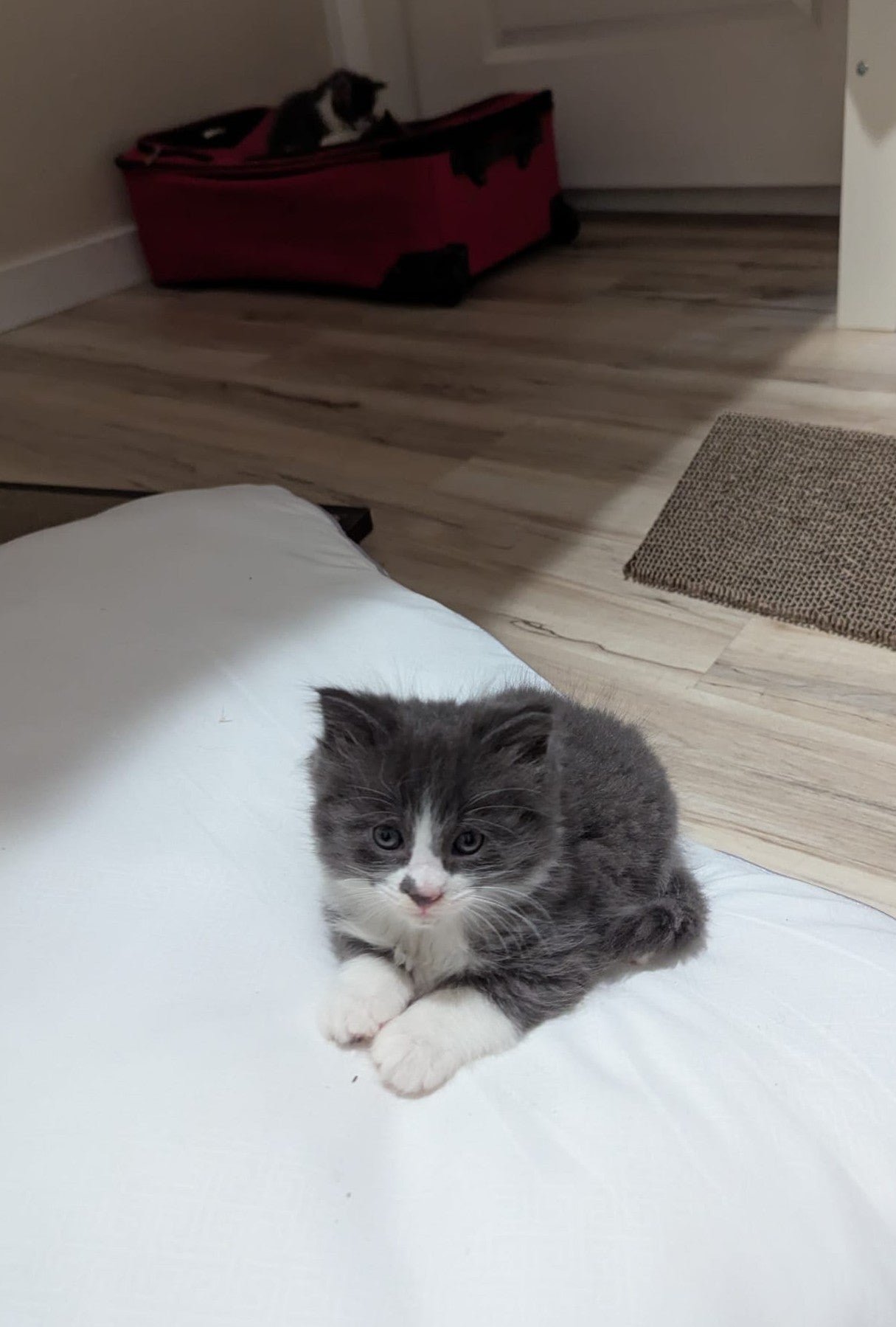 2.5 month old kitten kitty cats - Image 14