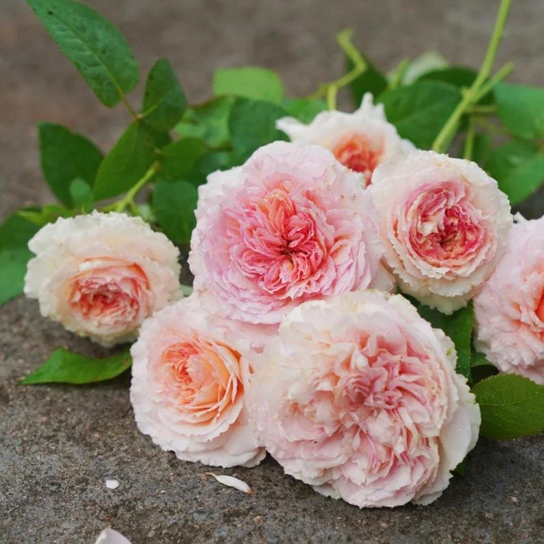 Träumerei Japanese garden rose plant flower bush shrub - Image 6