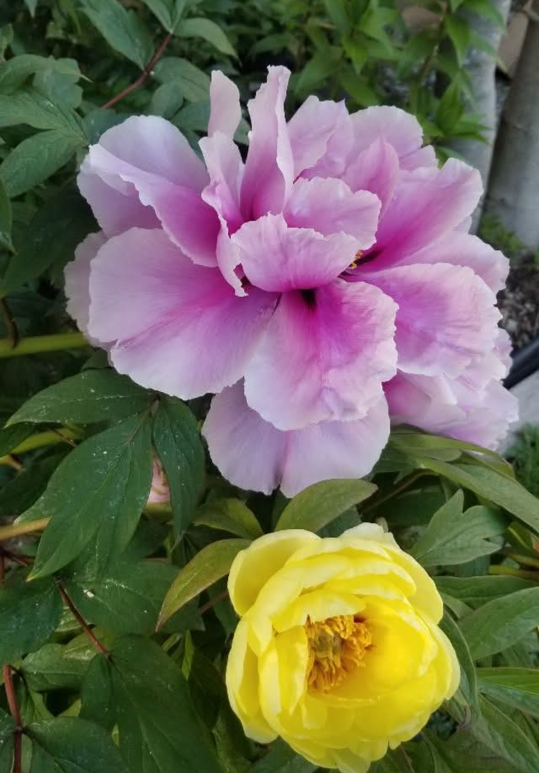 10 seeds large flower tree peony - Image 7