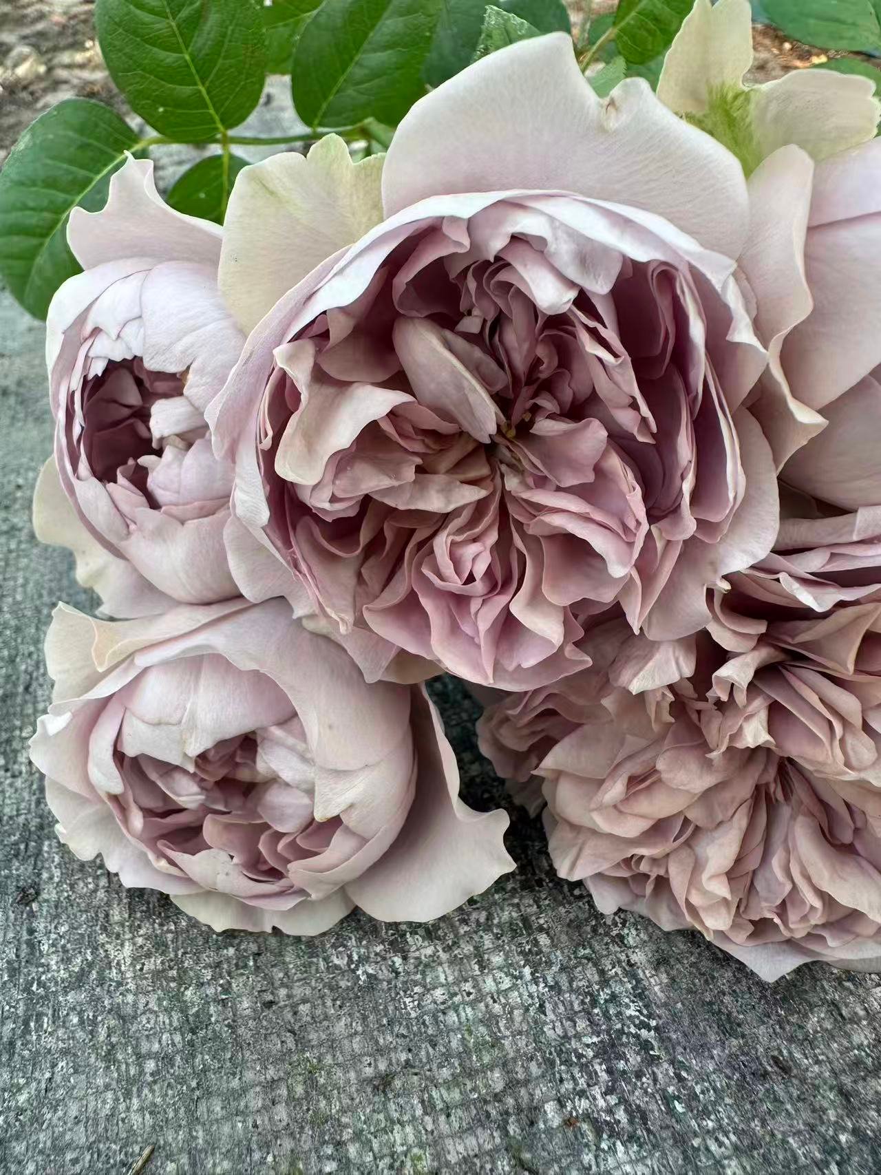 Villa Lila garden rose plant flower bush deciduous shrub - Image 2