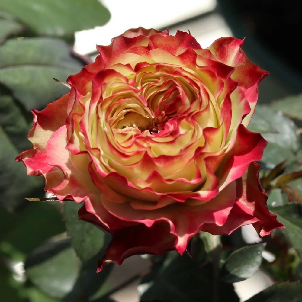 Apple Jack rose plant - Image 2