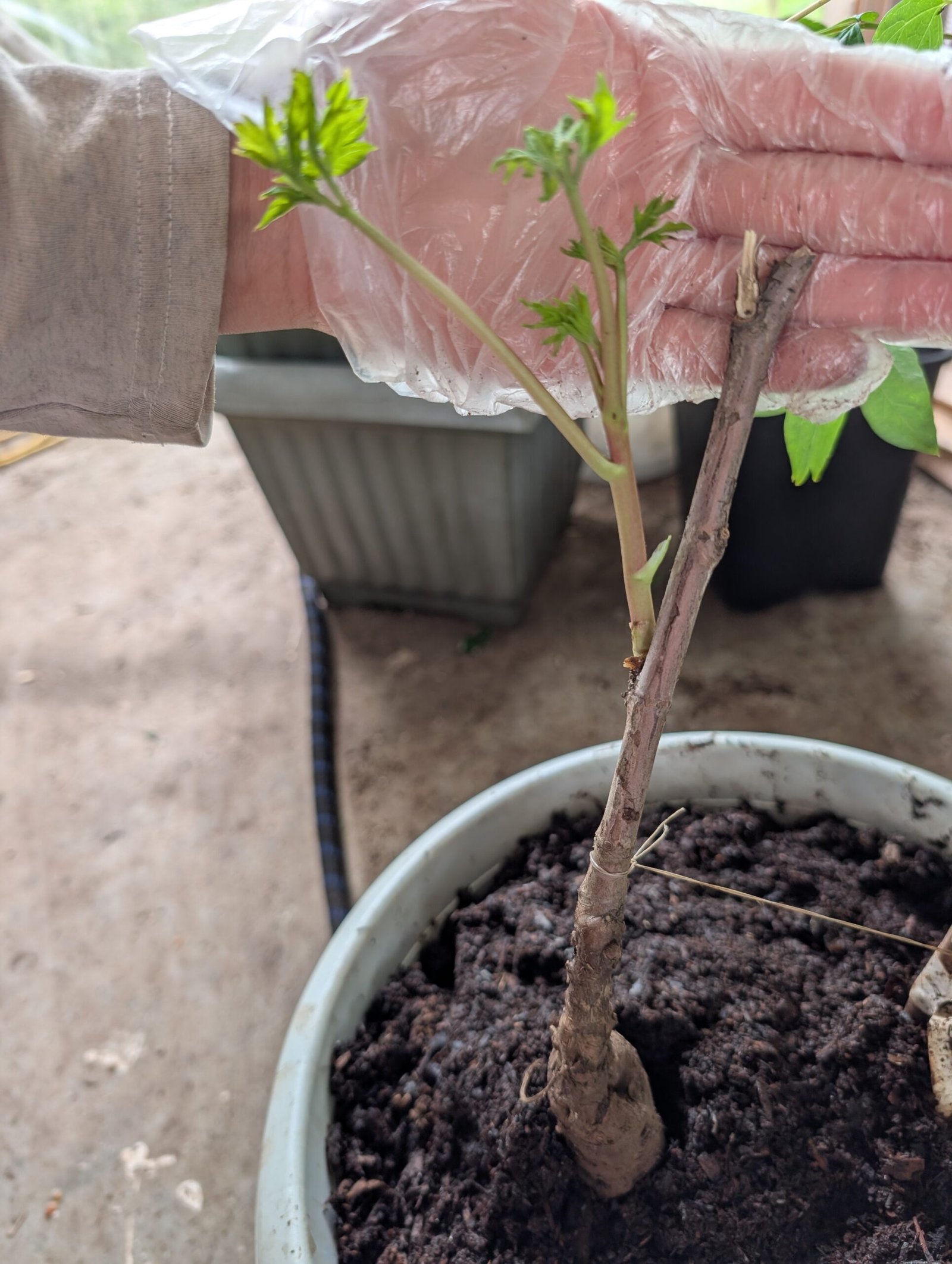 Lan Tian Piao Yun tree peony - Image 5