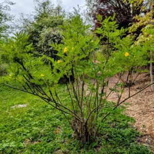 Tibetan tree peony