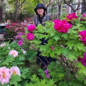 Zi Er Qiao tree peony