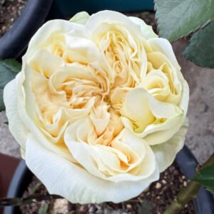 L. Harper garden rose plant flower bush deciduous shrub