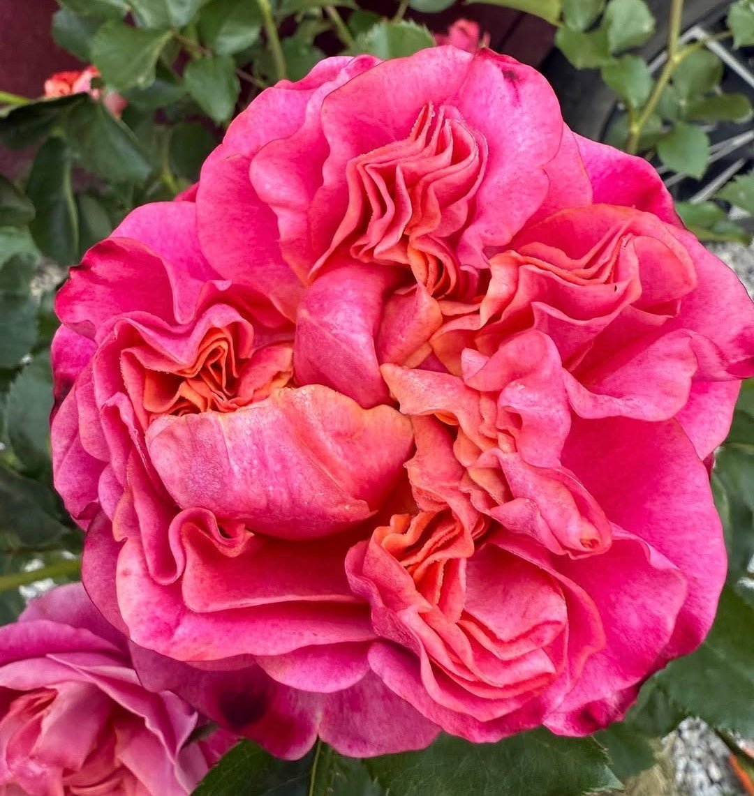 Moj garden rose plant large flower bush deciduous shrub - Image 2