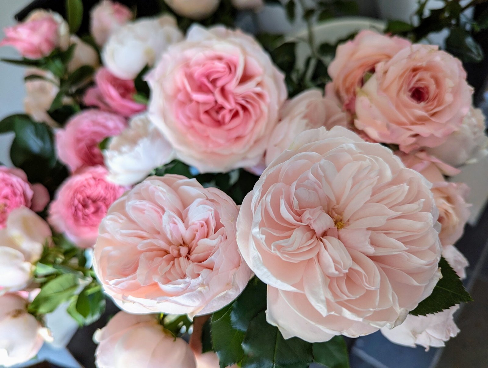 Sabrina garden rose plant flower bush shrub - Image 6