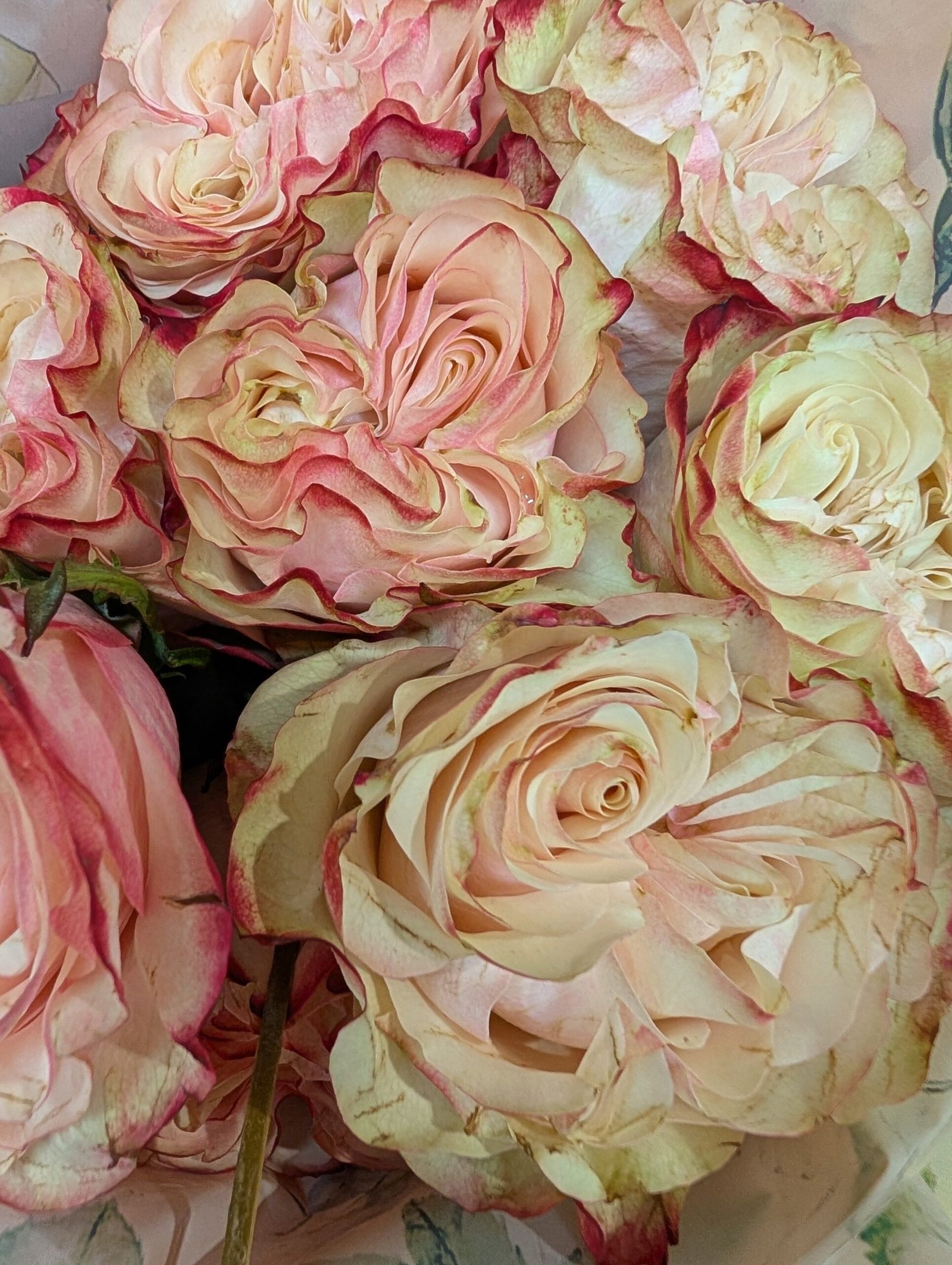 Country Candy garden rose plant flower bush deciduous shrub - Image 4