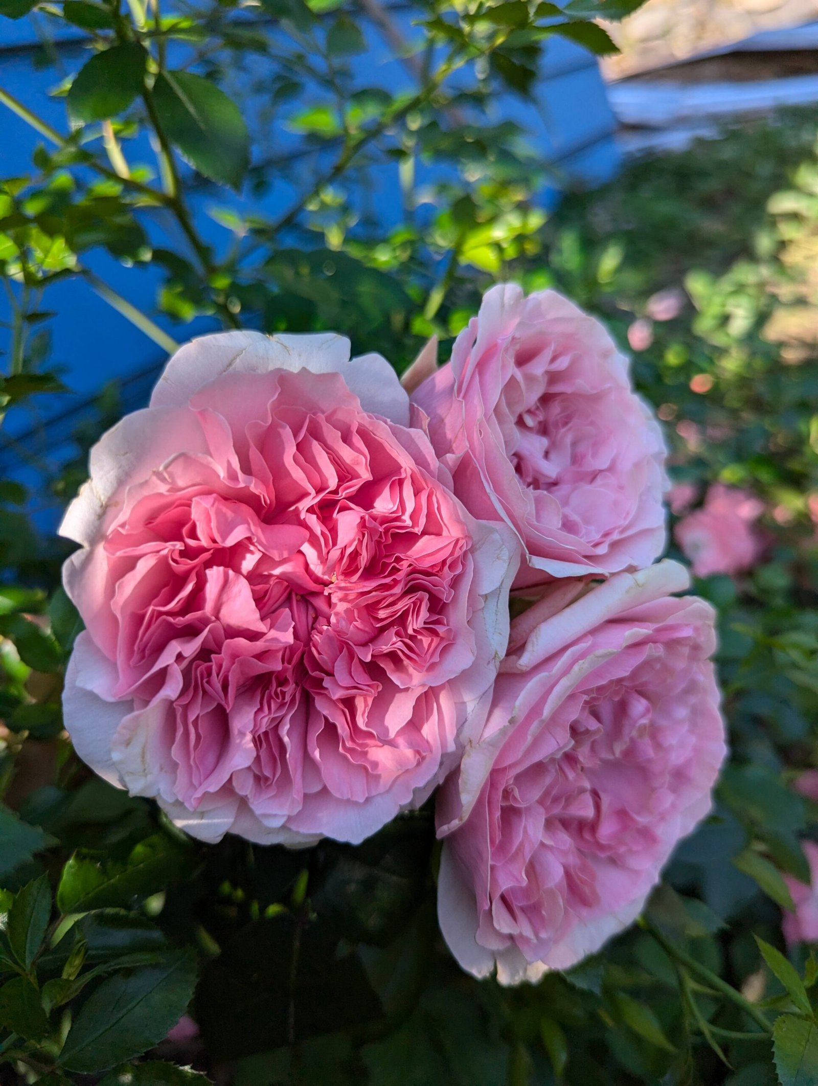 10 mixed rose plants: English Ausjameson, her lover Romeo, Ausimmon and her other friends - Image 3