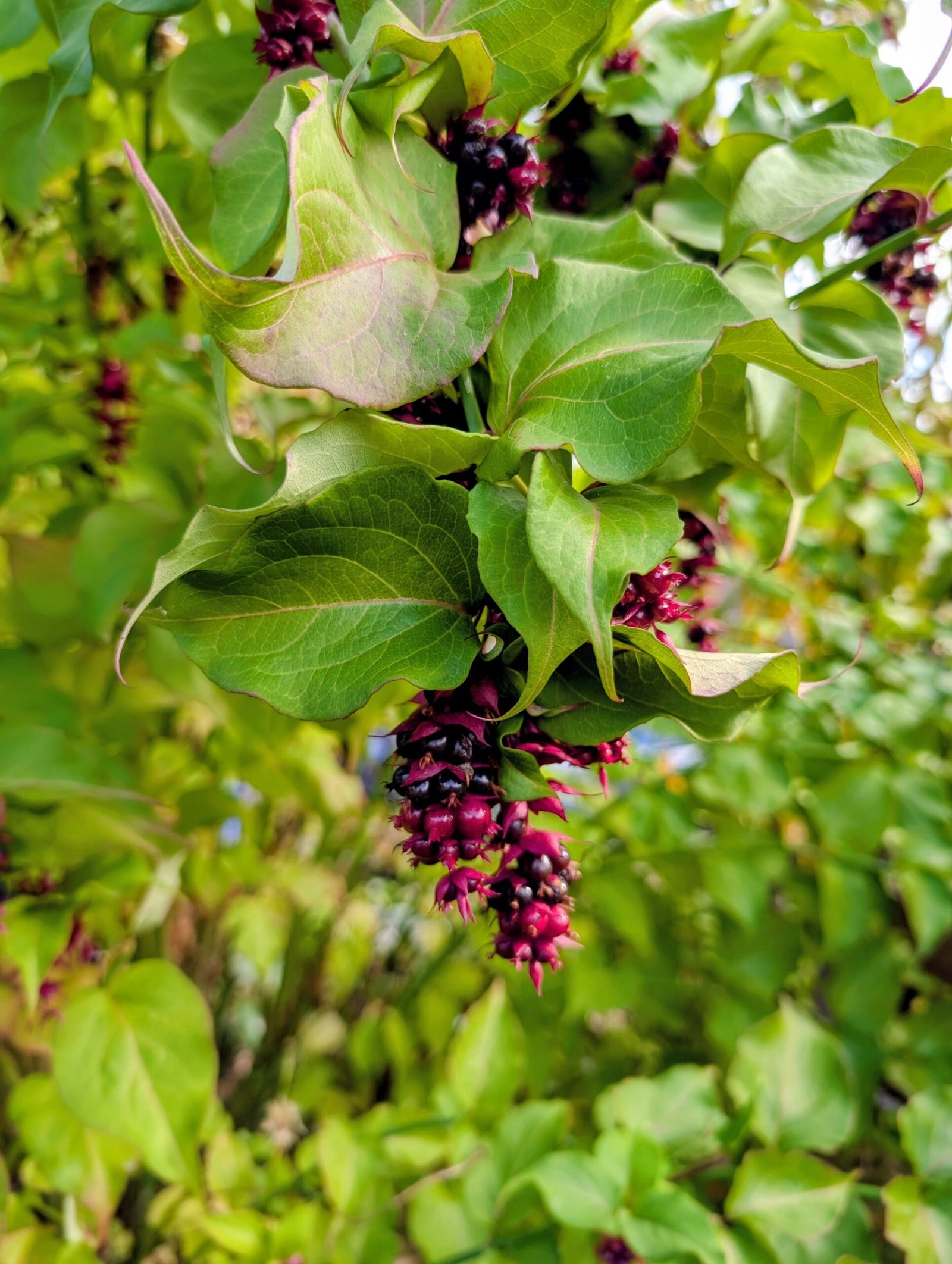 Free Himalayan honeysuckle seeds and cuttings - Image 4