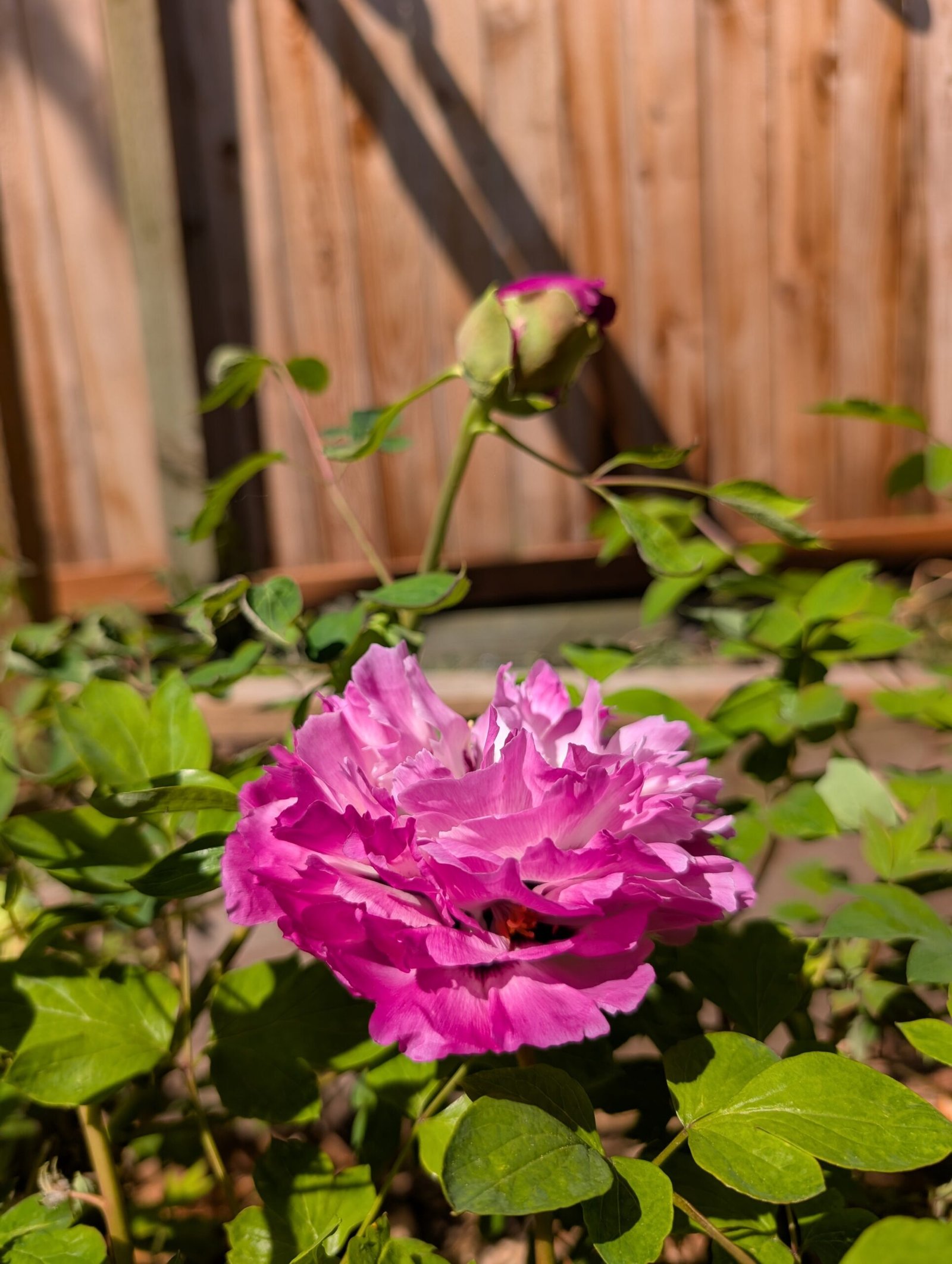 Bao Lian Deng tree peony - Image 17