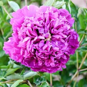 "Lavender Silk" large flower tree peony