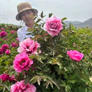 "Pretty lady" large flower tree peony