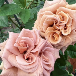 Toffee garden rose plant flower bush shrub