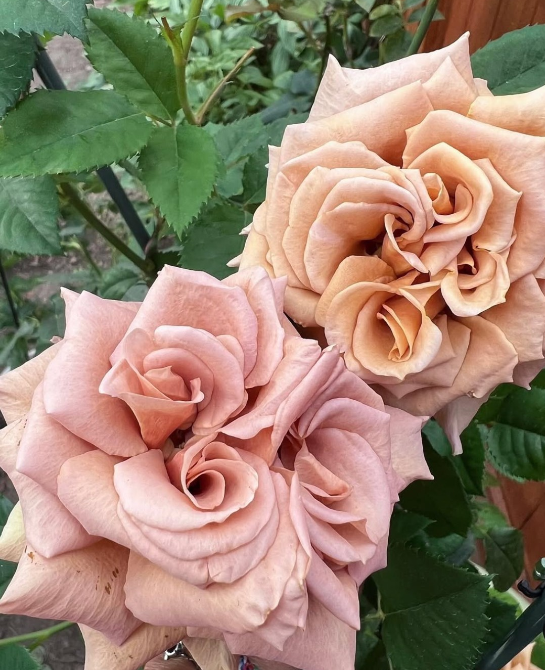 Toffee garden rose plant flower bush shrub